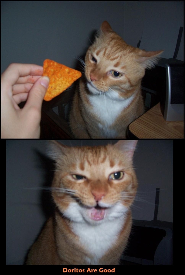 Dorito pleases kitty