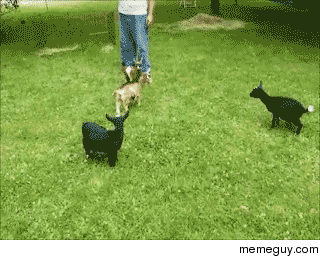 Douche parkour goat