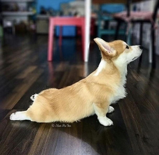 Downward dog How about upward dog