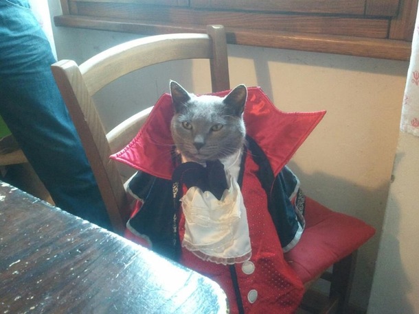Dracula cat is here to drink your milk