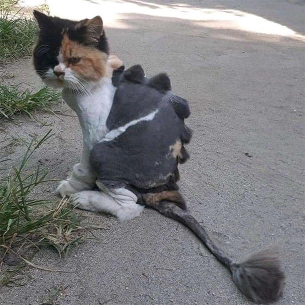 Dragon haircuts Cats