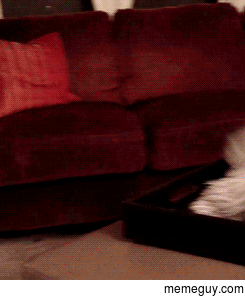 Dramatic Cat