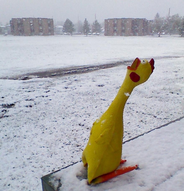 Dramatic Chicken being dramatic about the snow today