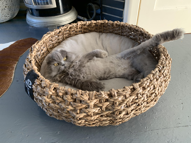 Draw me like one of your French cats