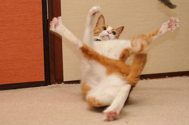 Draw me like one of your french cats