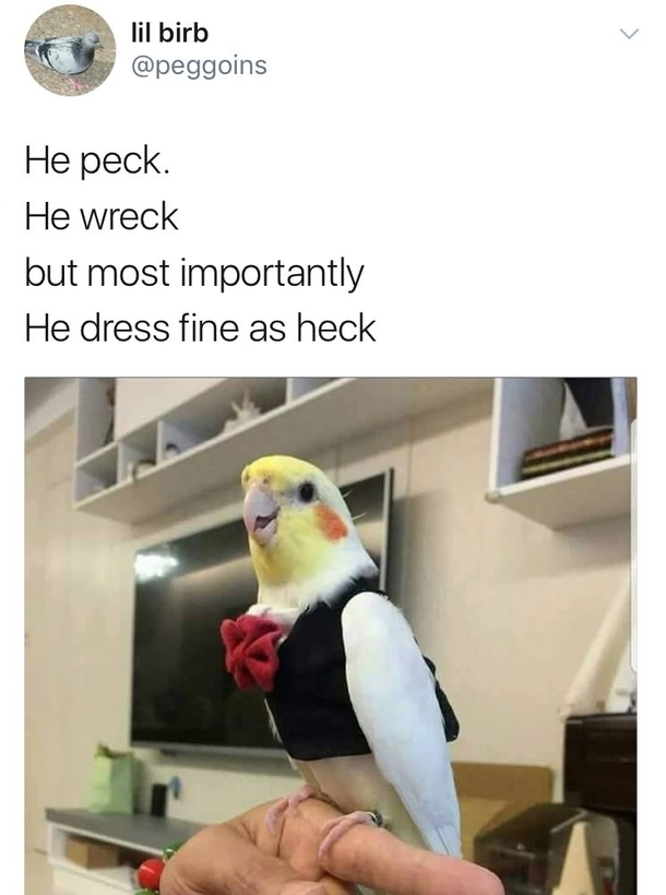 Dressed to impress the best in the nest