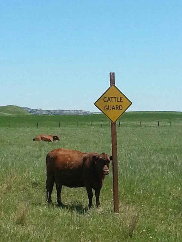 Driving by a farm and seen the cattle guard on duty