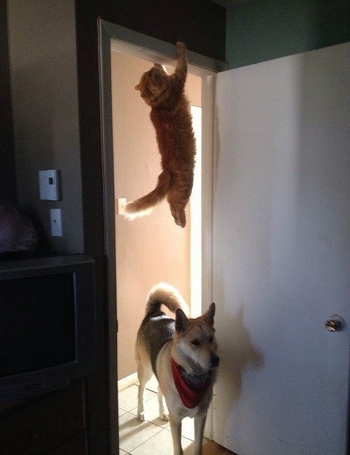 Dropcat is always waiting