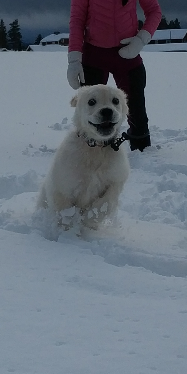 Drove to a nearby field to let our puppy run free wothout a leash I think he enjoyed it