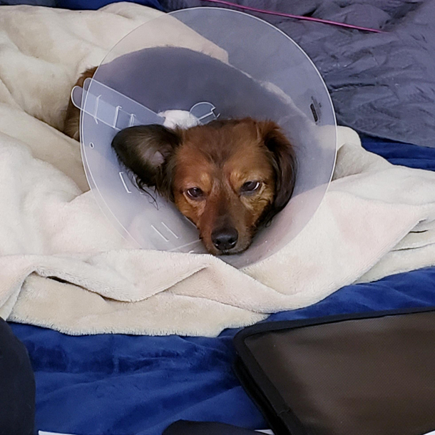 Drugs from the vet really got Sophie feeling some type of way
