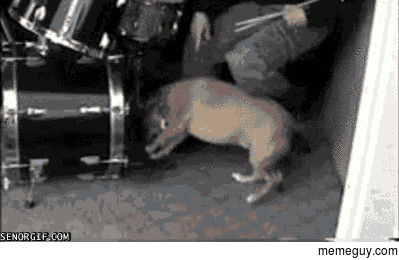 Drumming Dog Rocks Out