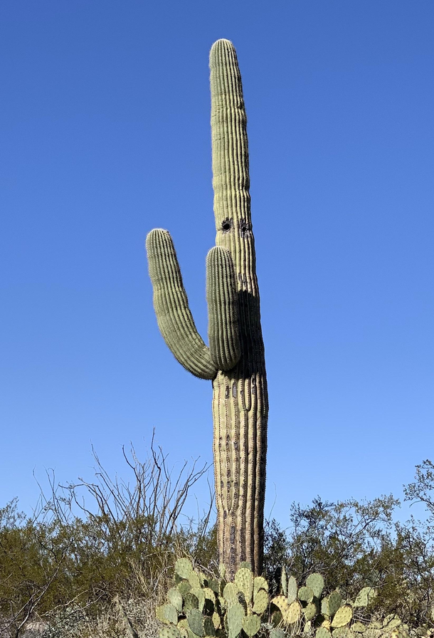 Drunk cactus wants to fight you