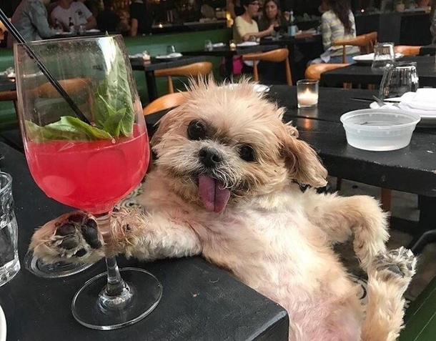 Drunk Doggo Derps from raww