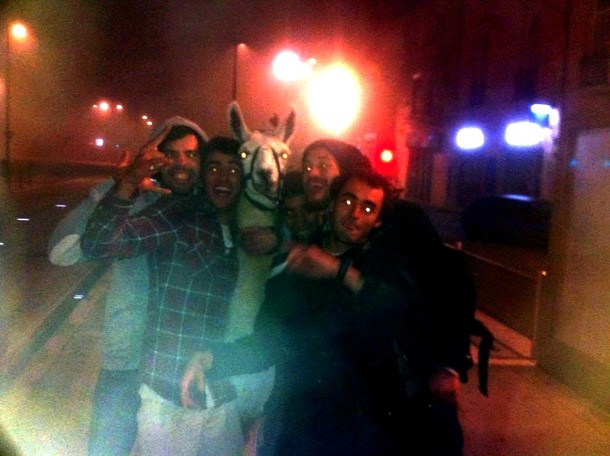Drunk guys in my hometown Bordeaux France stole a llama last night and went for a walk in town Brilliant picture