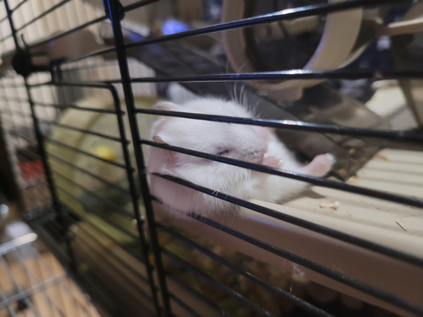Drunk hamster