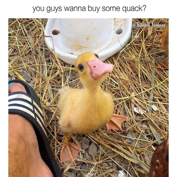 Duck Dealer