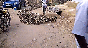 Duck Herding