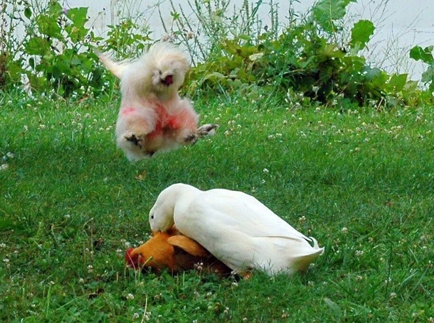 Duck is forcing himself on a lovely lady chicken Rooster goes into Ninja attack mode