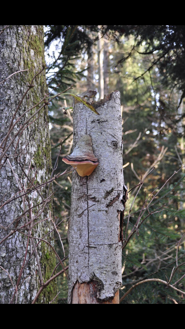 Duck of the forest please share your wisdom with me