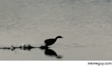 Duck walking on water