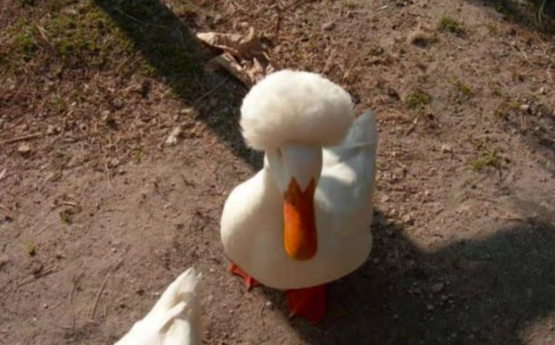 Duck with an afro