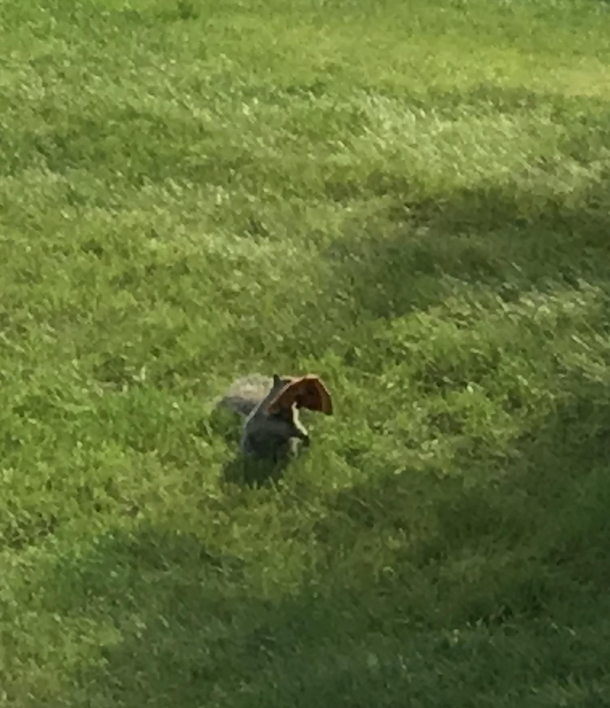 Dude stole my slice