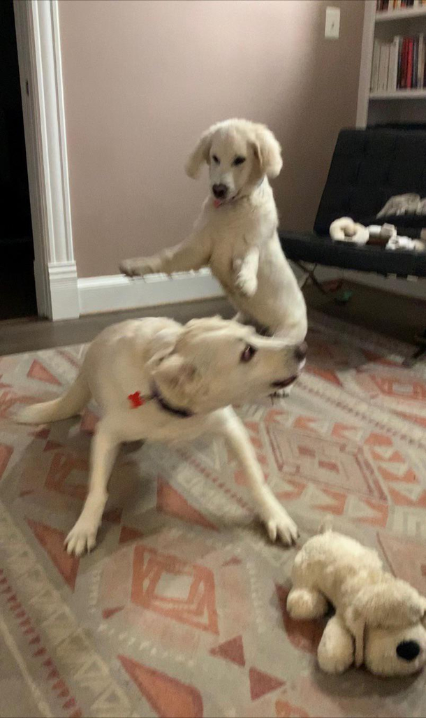 Duke v Penny