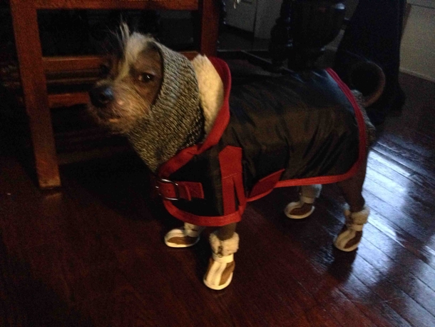 During the arctic blast taking my hairless dog out to pee was a bit of a challenge