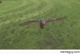 Eagle owl swooping in