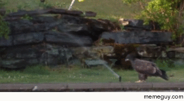 Eagle playing with a sprinkler