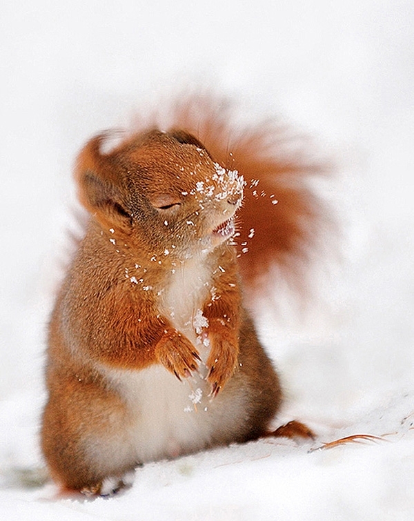 Easy Breezy Beautiful Cover Squirrel