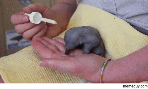 Echidna puggle