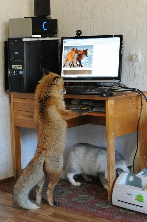 Edgard would surf the web all day looking at lady-foxes instead of being with his loving wife whos right there under that table trying to fix the god damn printer who broke again