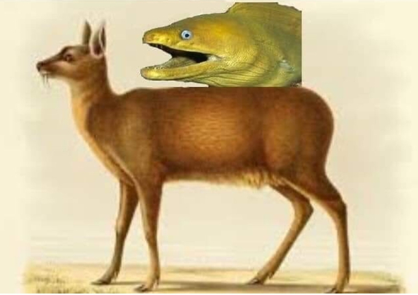 Eel on Musk