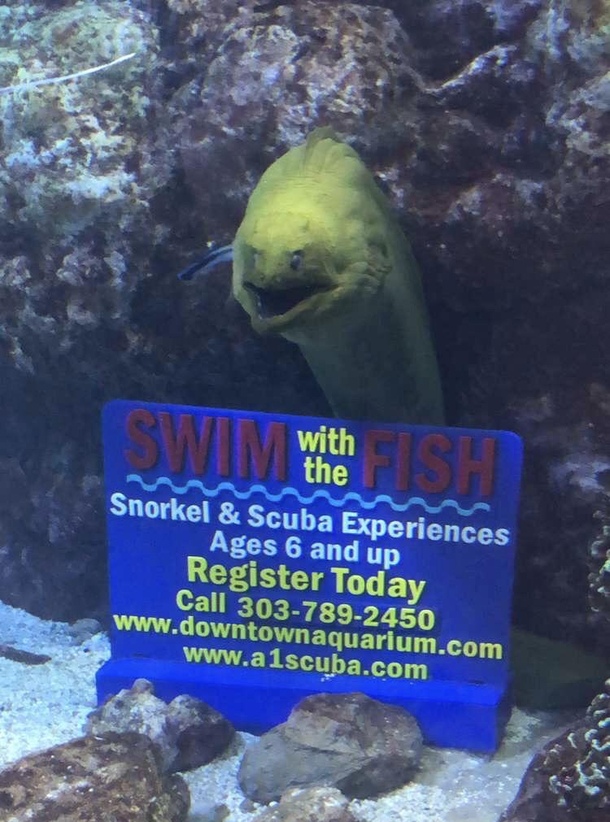 Eel trying to help aquarium sales Not scary at all