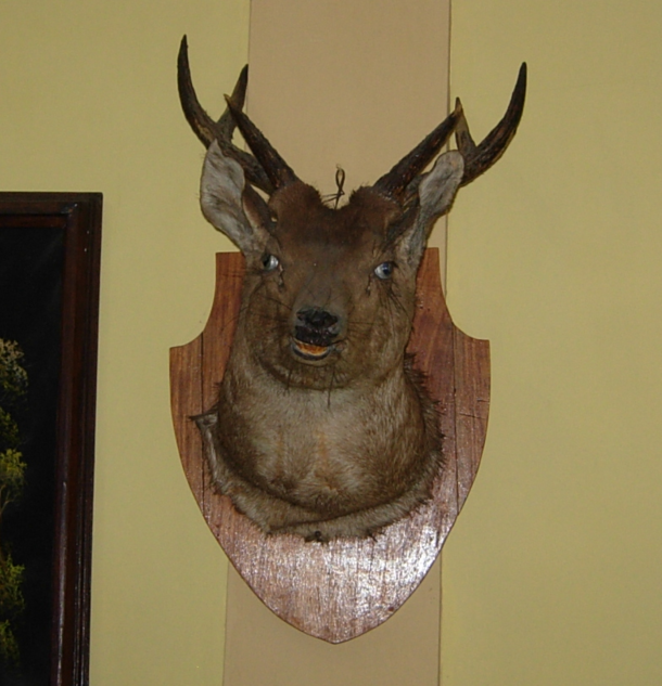 Either the deer or the taxidermist was drunk