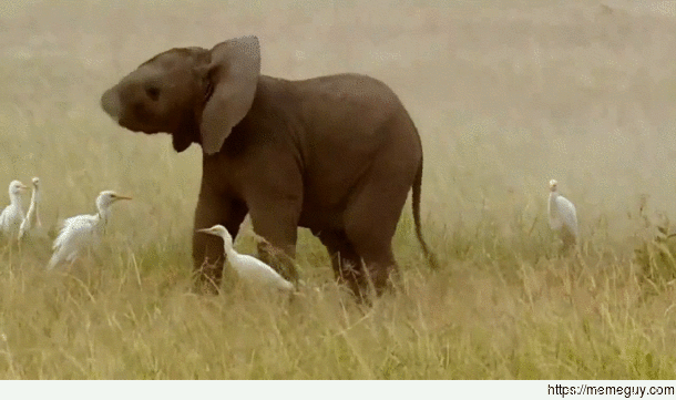 Elephant baby discovered something new