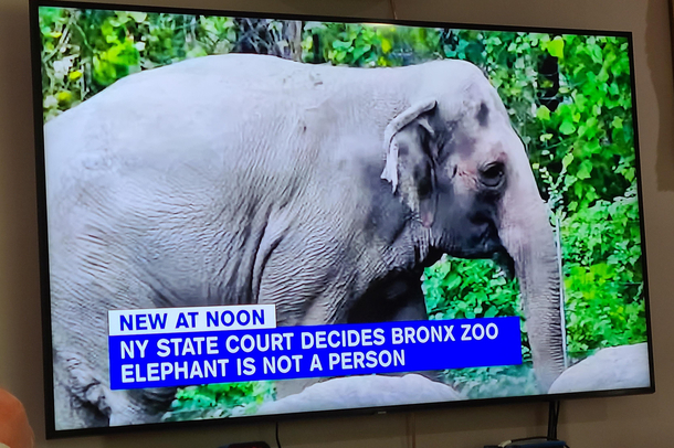 Elephant Rights