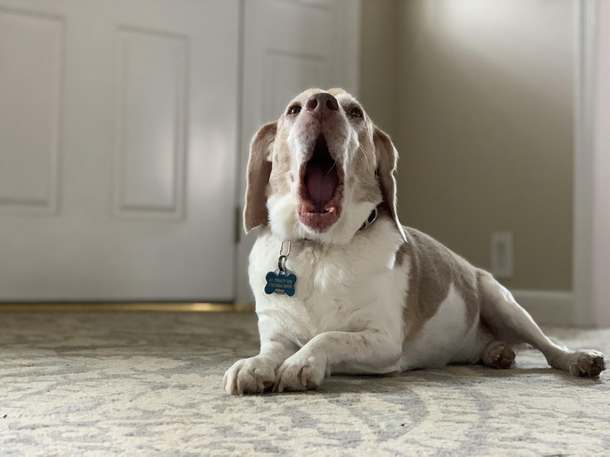 Elephant seal or beagle