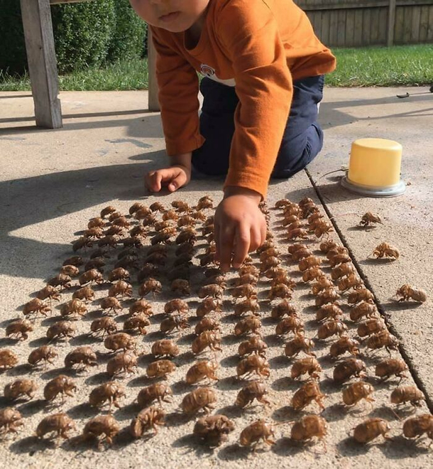 Elite army of cicada skin
