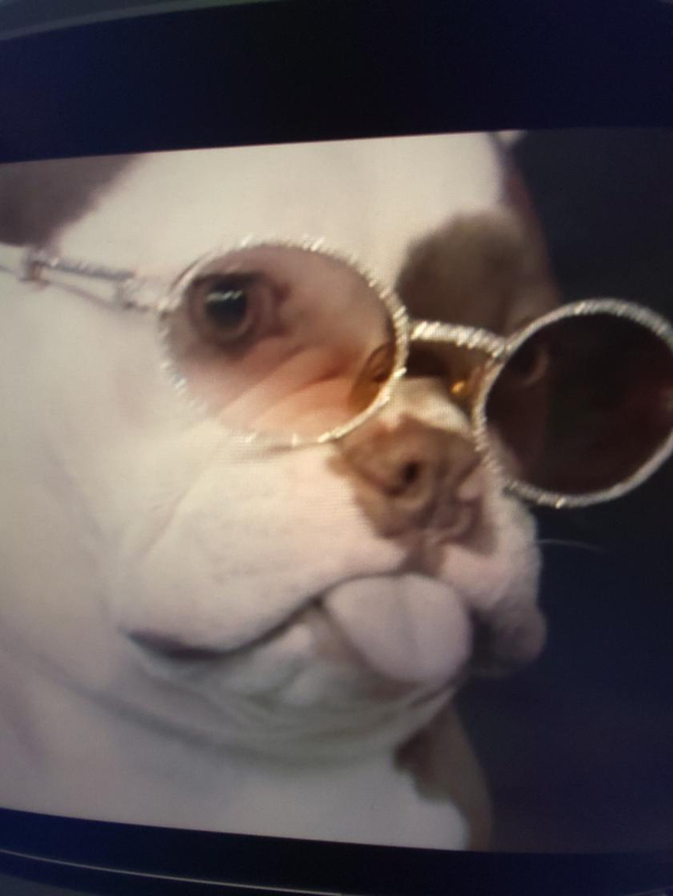 Elton Dog