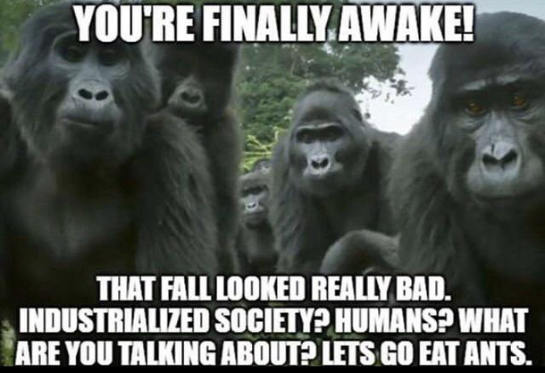 Embrace monke