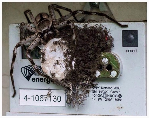 Energy Australia was unable to read your meter