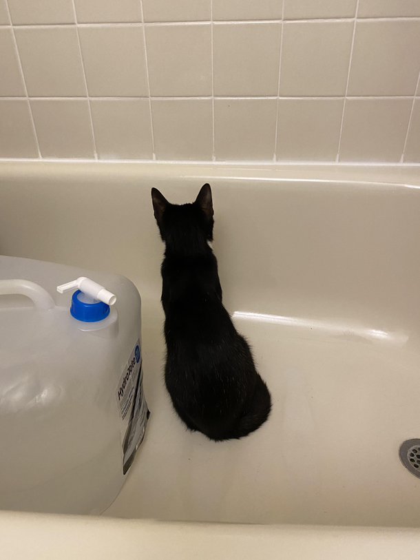 Enjoy life Witness the world and all of its glory in endless wonder just like my cat