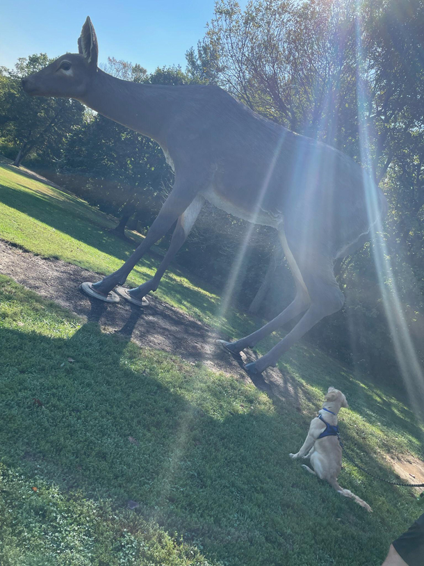 Enjoy this photo of my dogs mind in the process of being blown at the sculpture park