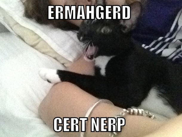 Ermahgerd cat