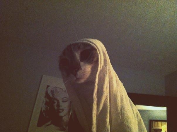 ET phone home Cat edition