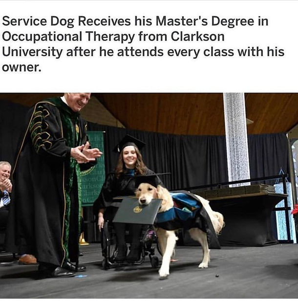Even a dog is smarter than me
