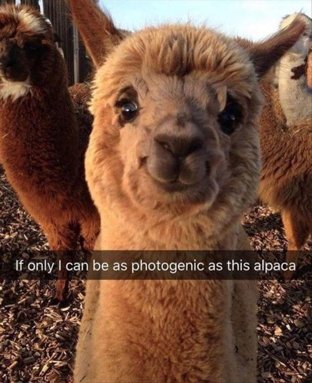 Even alpacas are better looking then me