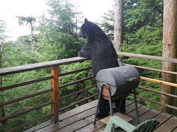 even bears ponder life